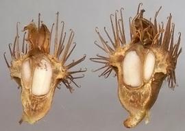   Fruit:   Agrimonia procera , longitudinal section of hypanthium; Photo by M. Storey, BioImages
